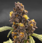 Preview: Samen 3x Black Mango Automatik Nordkraut
